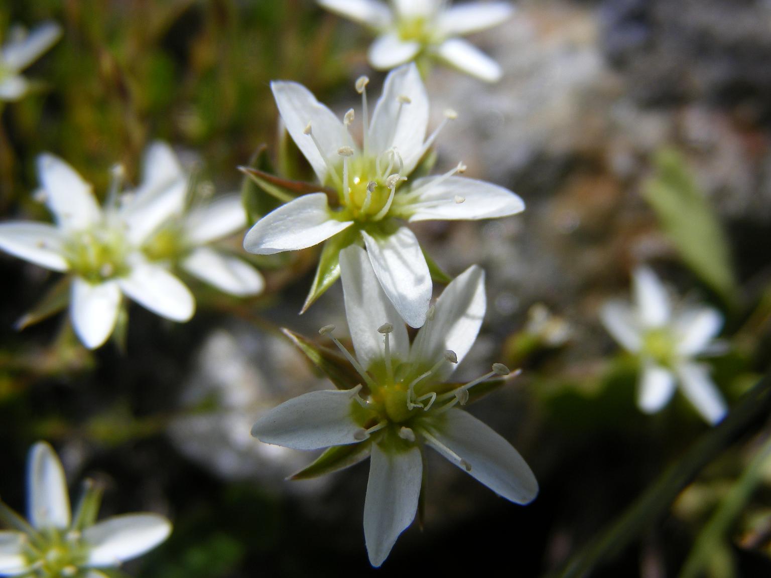 Minuartia cfr. verna